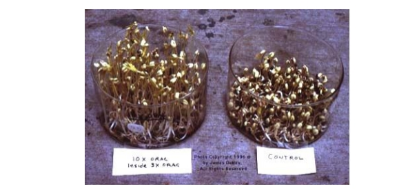 Фотография из статьи Дж. ДеМео "Orgone Accumulator Stimulation of Sprouting Mung Beans",
Pulse of the Planet, 5:168-176, 2002. Слева на фотографии – проростки гороха маш,
выращенные в камере Райха, справа – выращенные в тех же условиях, но вне камеры
(контроль)